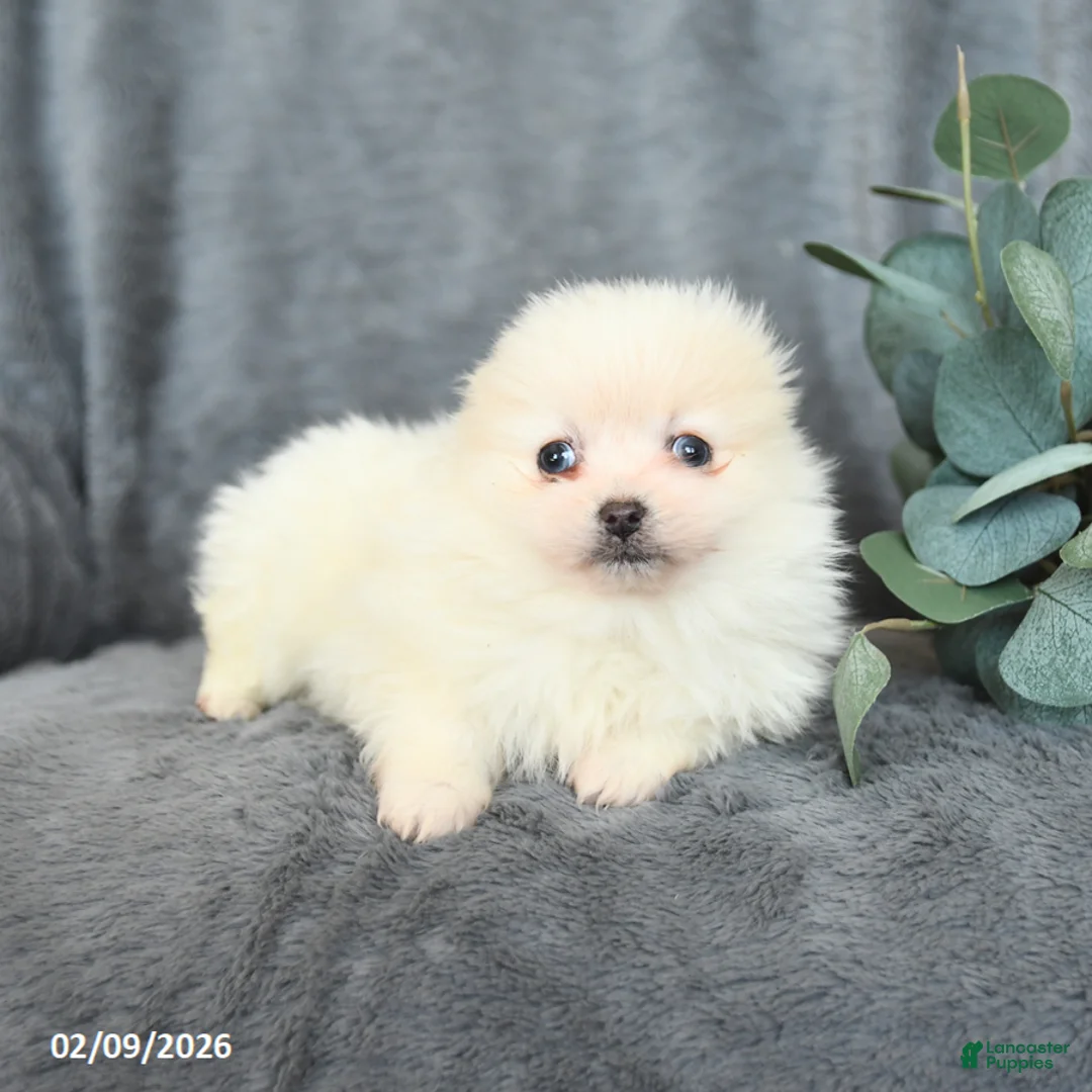 Pomeranian dogs for sale: Snowball - Ad 3