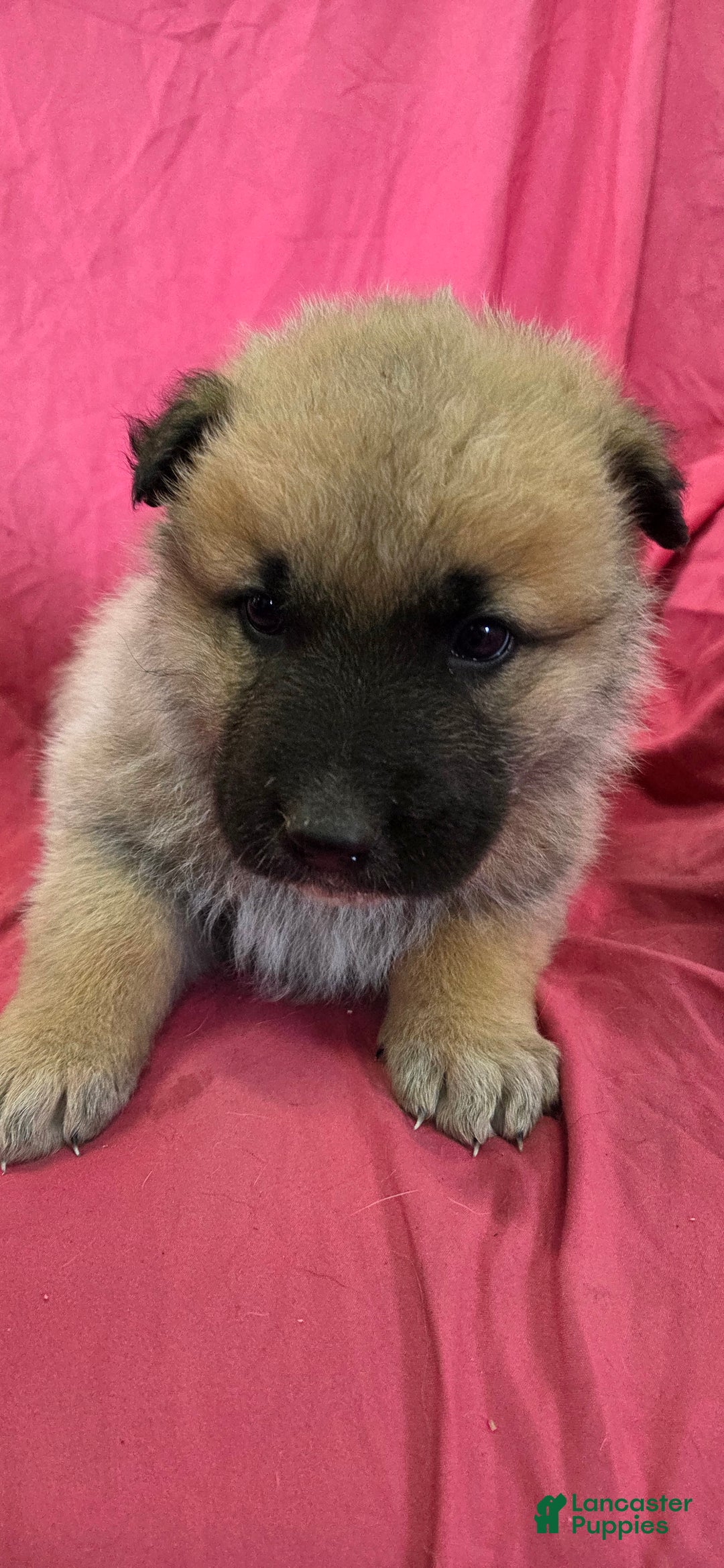 Mixed Breed dogs for sale: JC - Ad 3