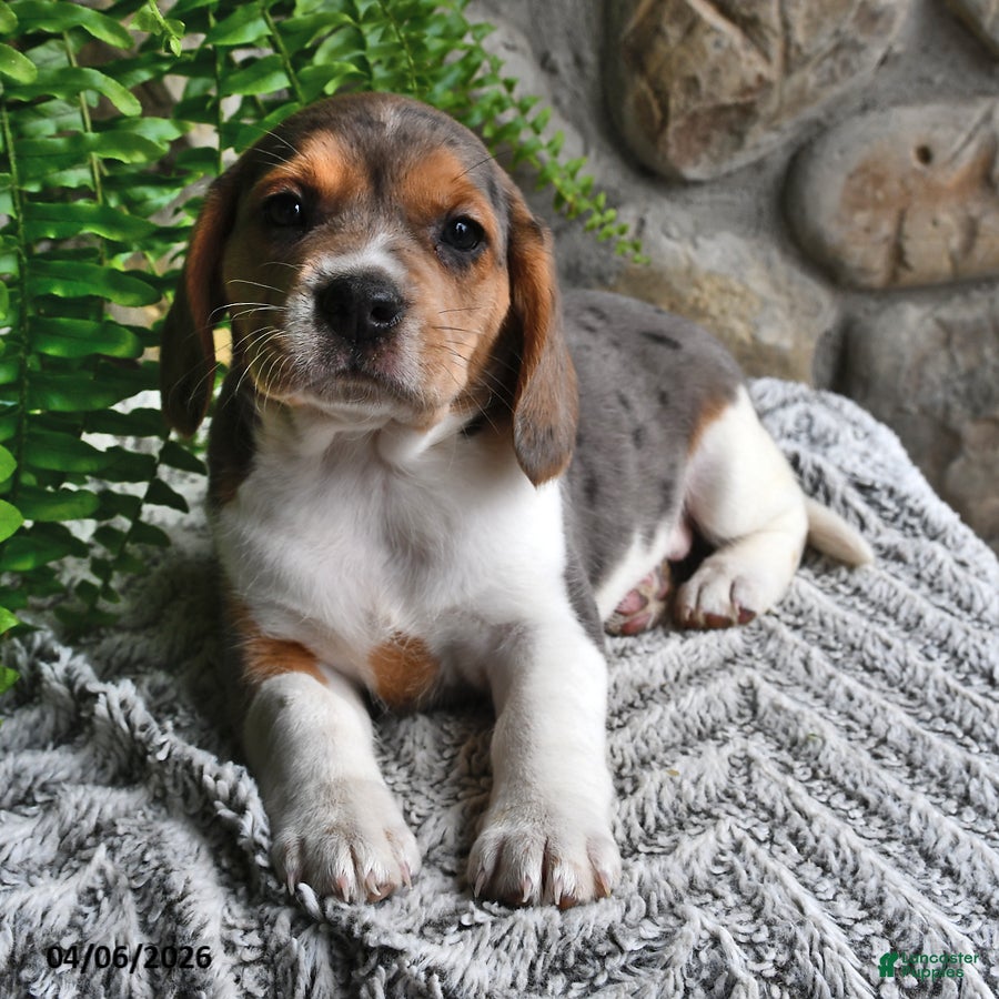 Mixed Breed dogs Bluebelle - Ad 2