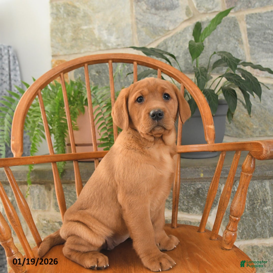 Labrador Retriever dogs for sale: Ginger - Ad 2