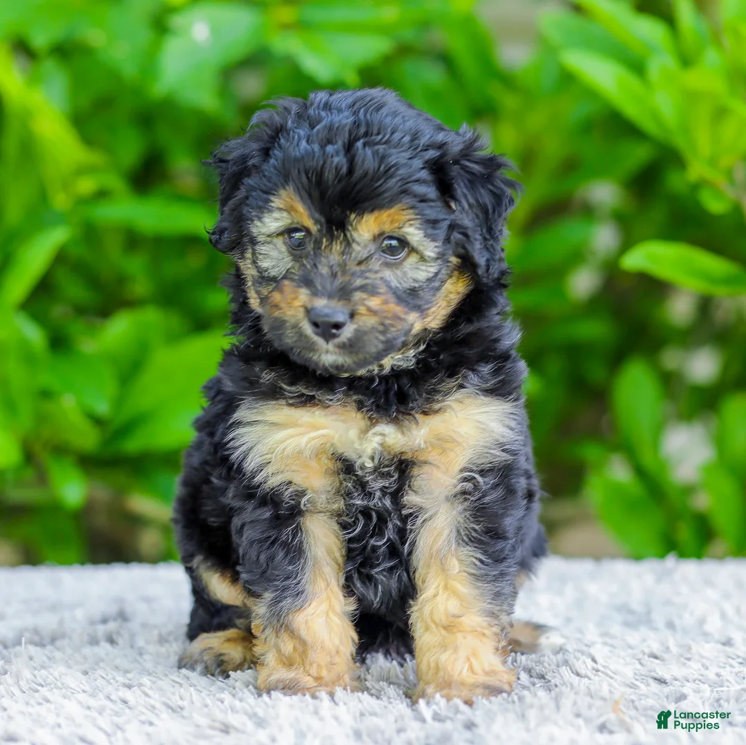 Mini Aussiedoodle dogs for sale: Waldo - Ad 1