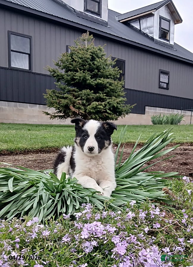 Border Collie dogs Rosie - Ad 3
