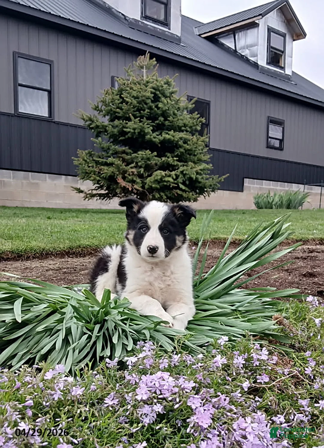 Border Collie dogs for sale: Rosie - Ad 1