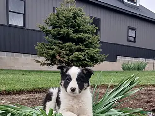Border Collie dogs Rosie - Ad 4