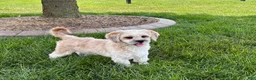 Lhasa Apso dogs for sale: Sammy - Ad 5