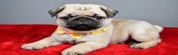Pug dogs for sale: Fritz - Ad 1
