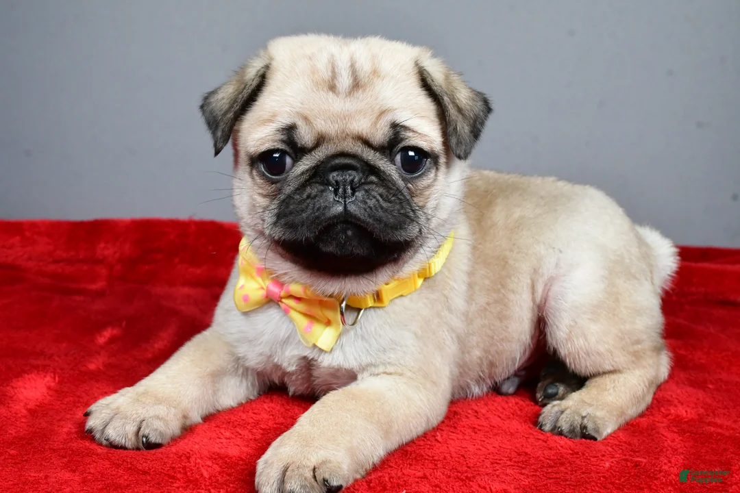 Pug dogs for sale: Fritz - Ad 1