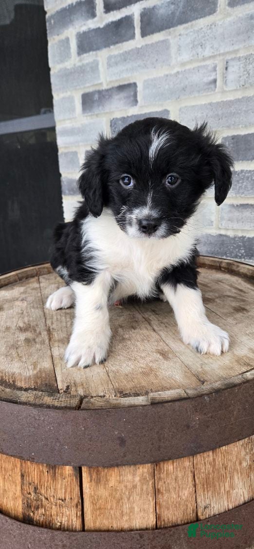 Mini Aussiedoodle dogs Finn – Male - Ad 17