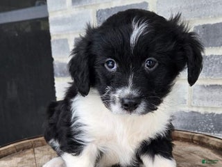 Mini Aussiedoodle dogs Finn – Male - Ad 4