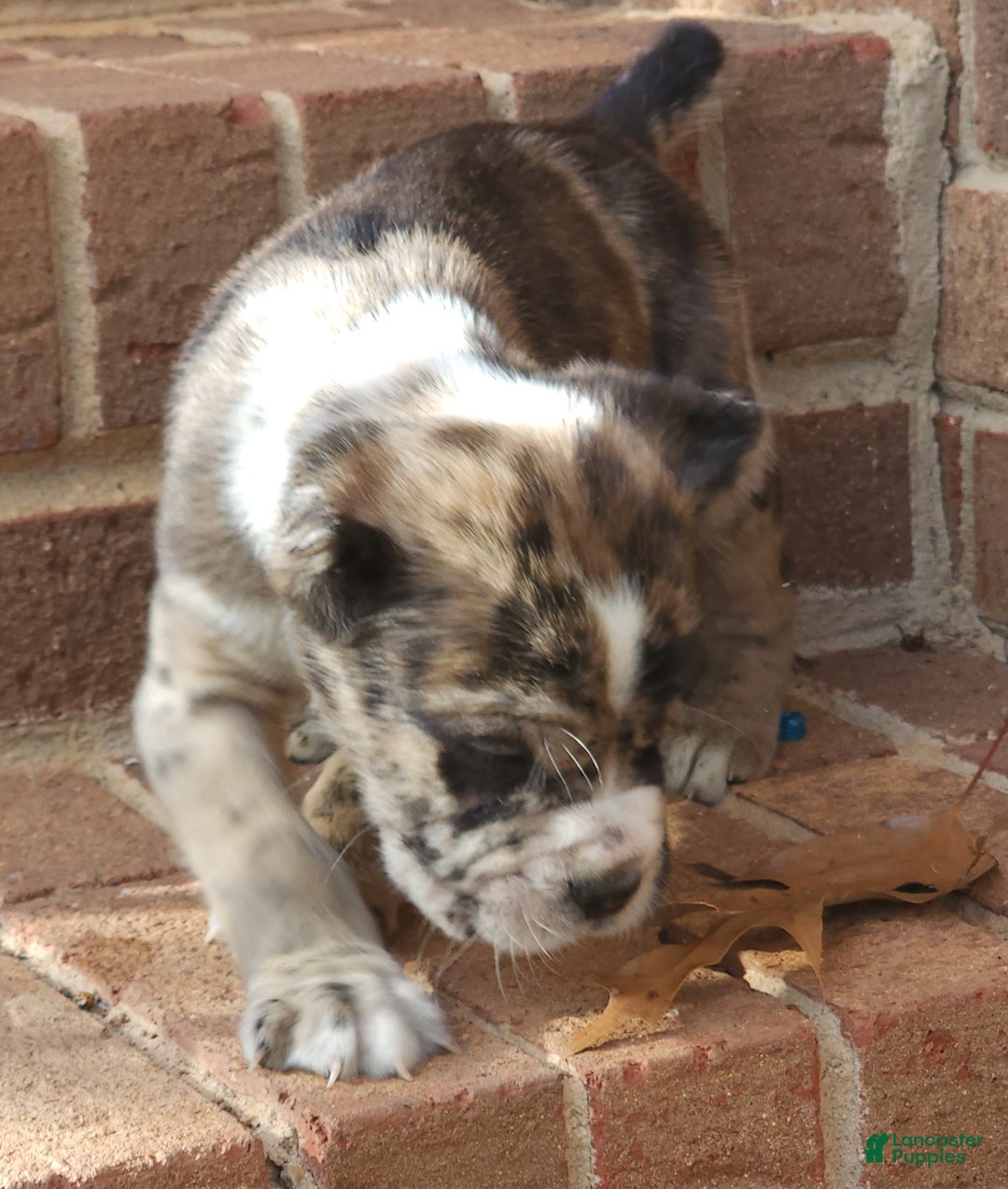 Cane Corso dogs for sale: Camouflage  - Ad 2