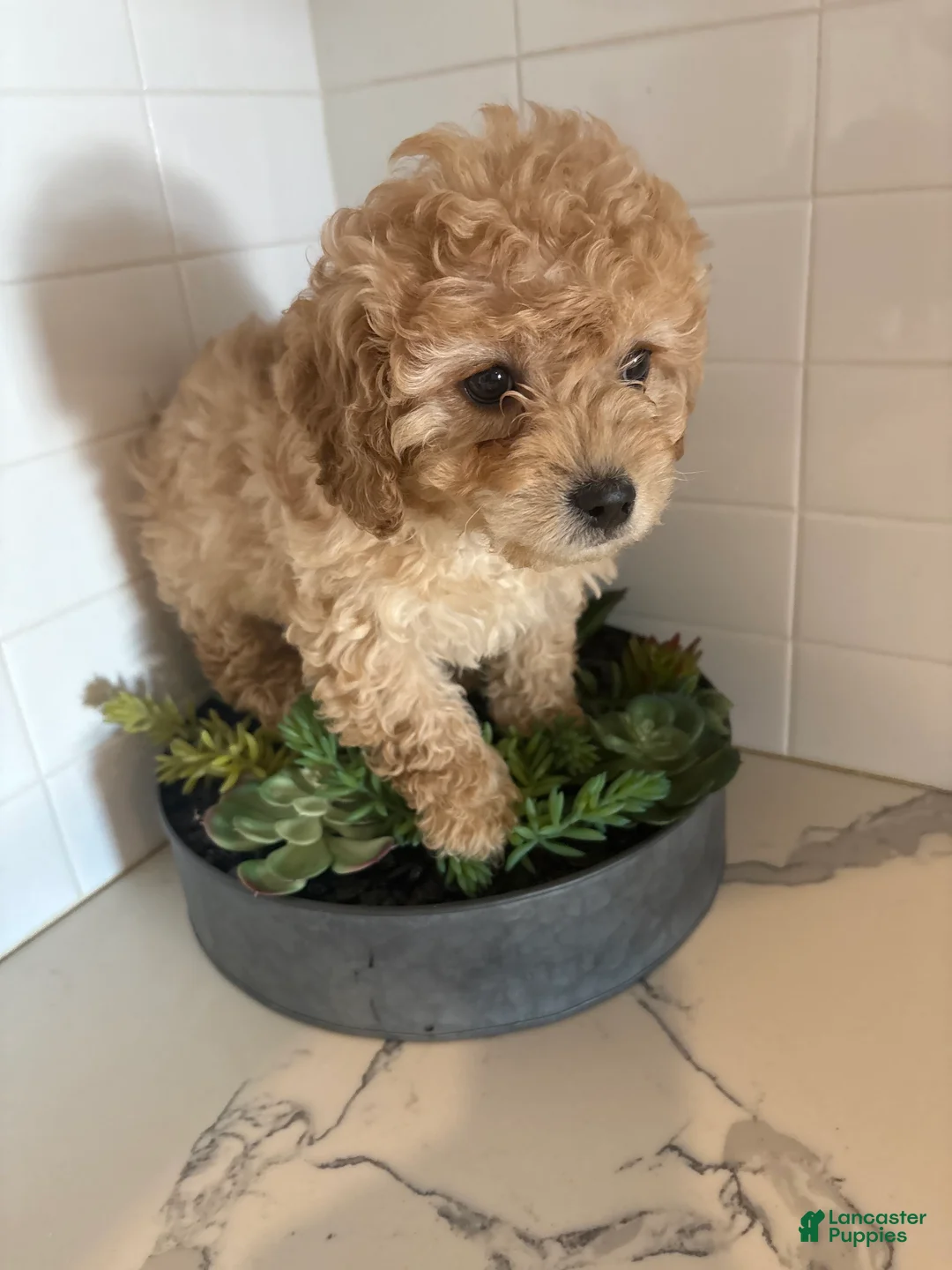 Cavapoo dogs for sale: Cheyenne  - Ad 5