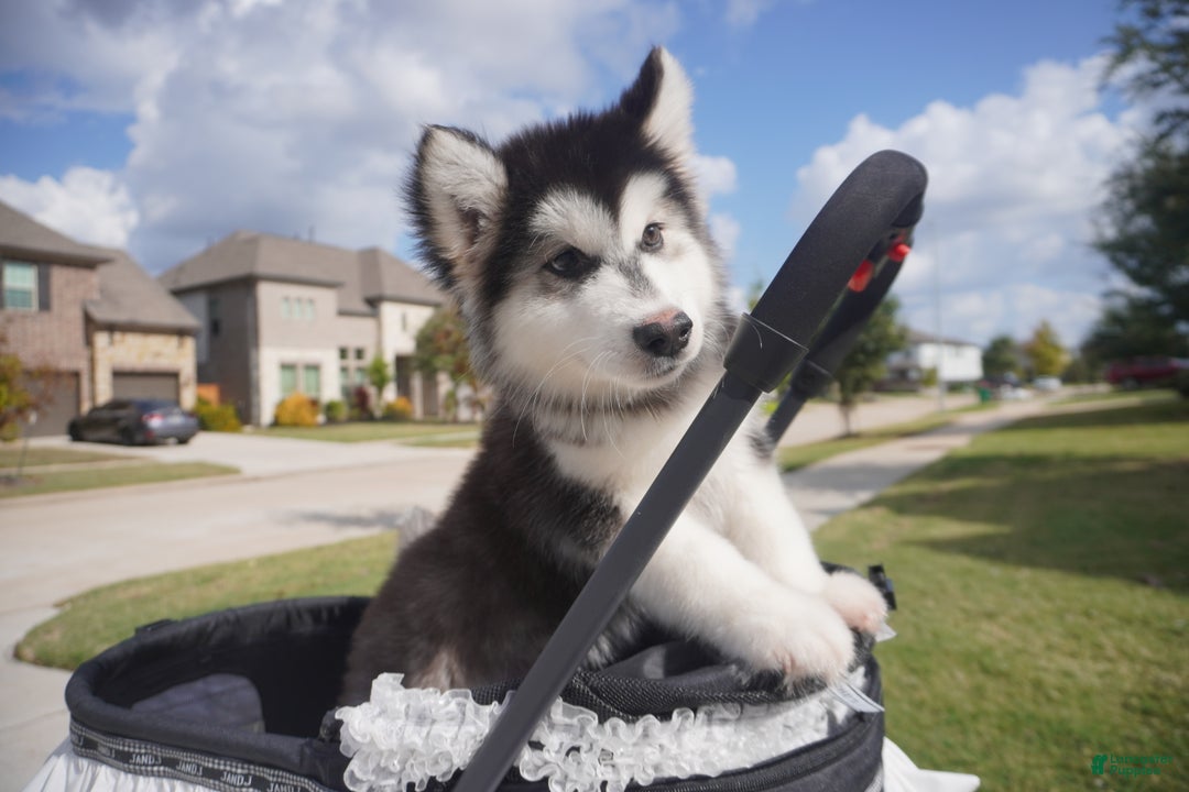 Alaskan Malamute dogs for sale: Xiao Cheng - Ad 15