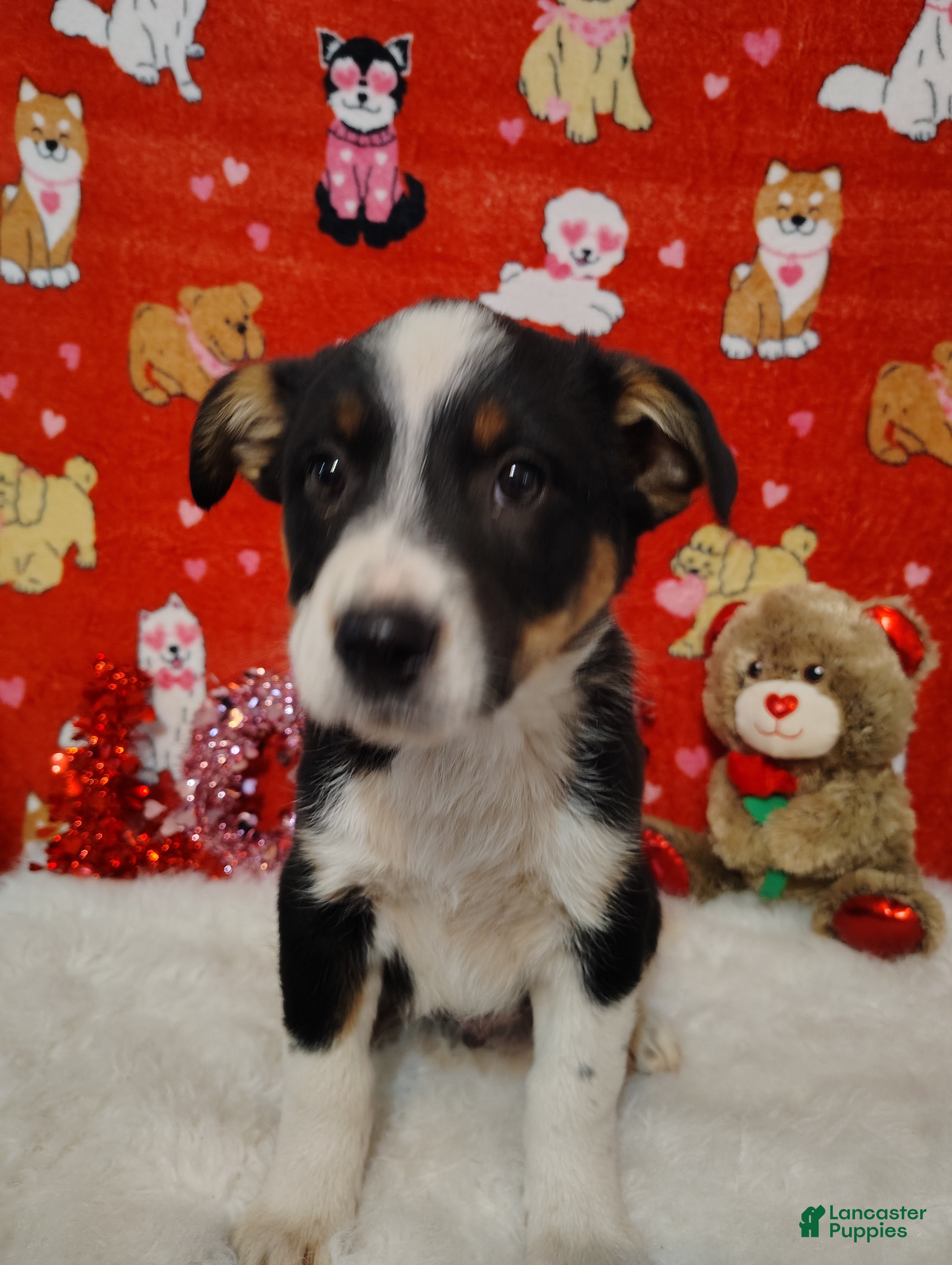 Mixed Breed dogs Colt - Ad 4