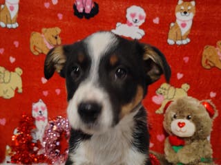 Mixed Breed dogs Colt - Ad 12