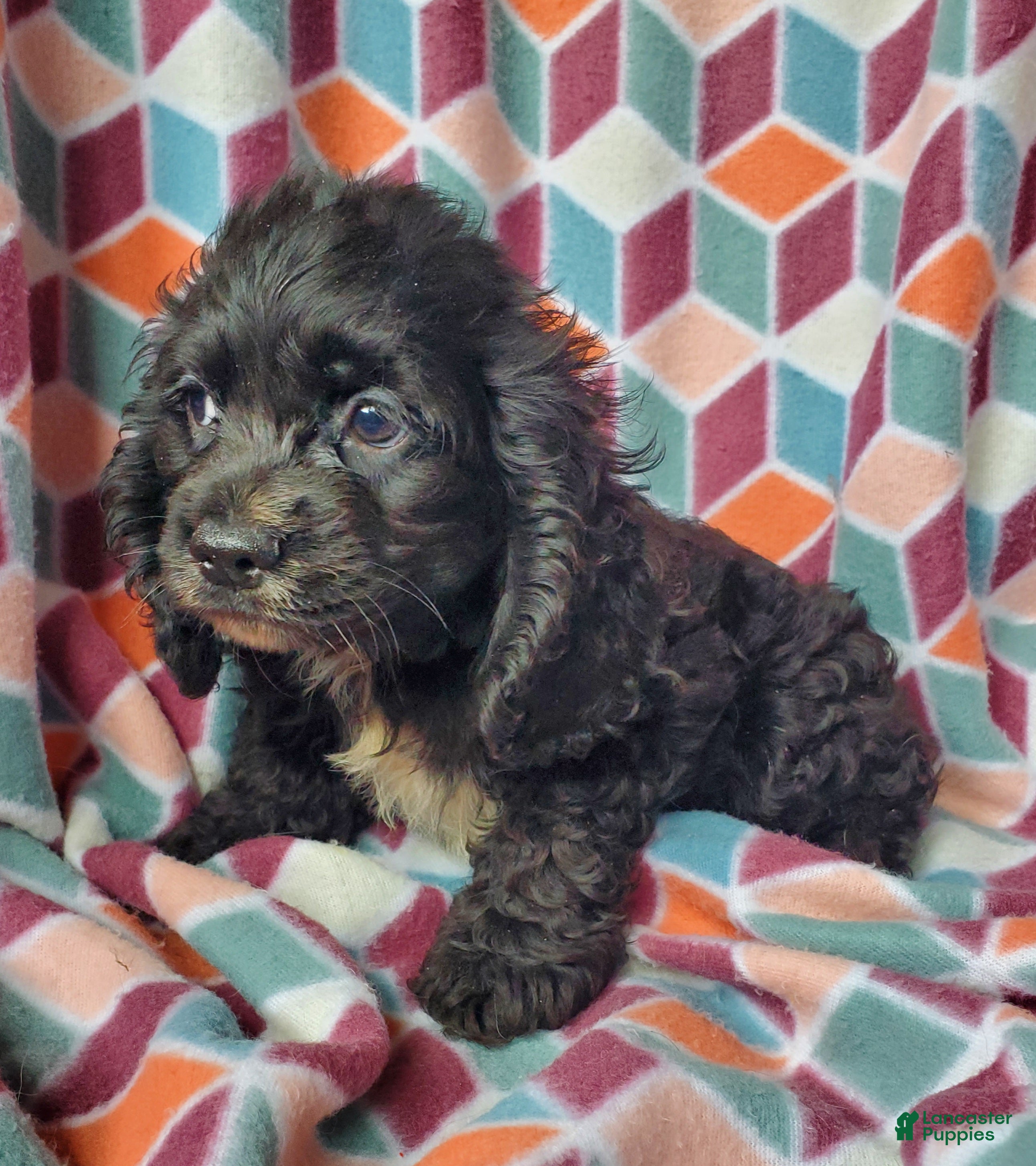 Cocker Spaniel dogs Smokey - Ad 2