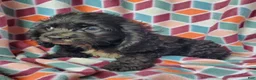 Cocker Spaniel dogs for sale: Smokey - Ad 2