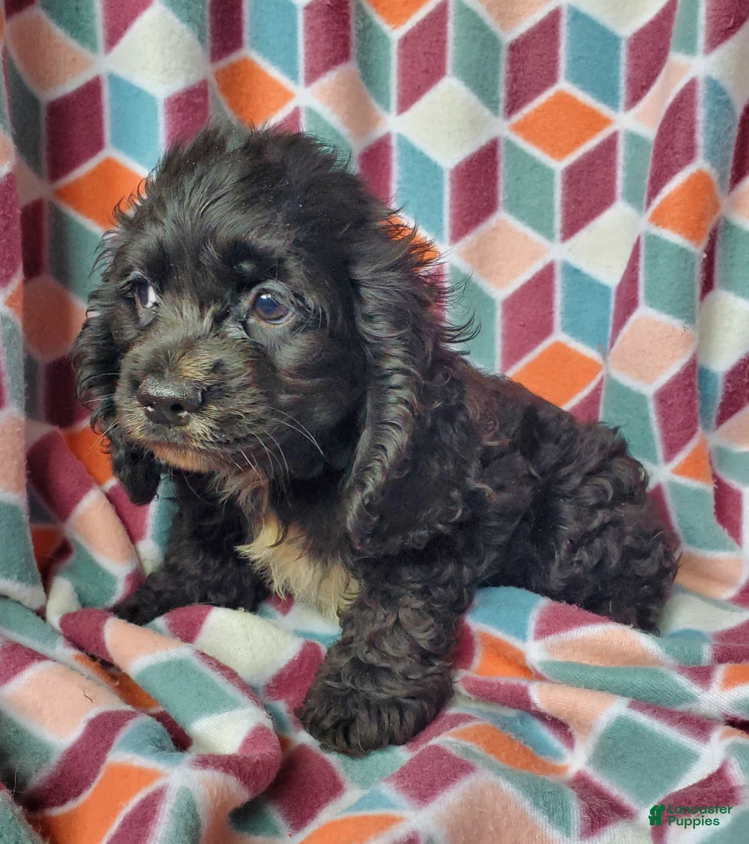 Cocker Spaniel dogs for sale: Smokey - Ad 2