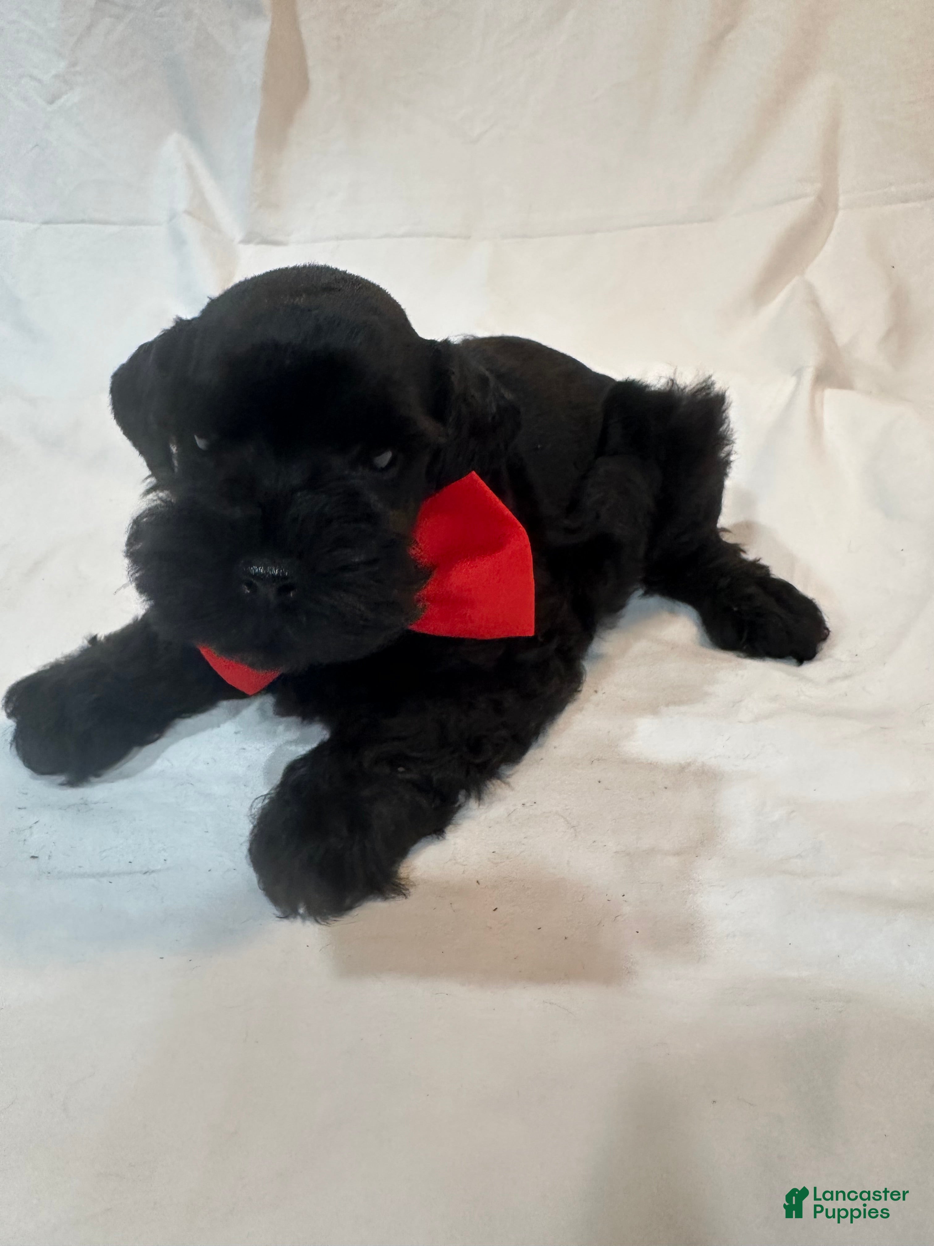 Miniature Schnauzer dogs Ryder - Ad 1