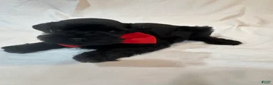 Ryder