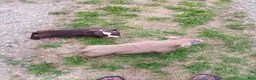 American Bully dogs for sale: American Bully 3 - Ad 5