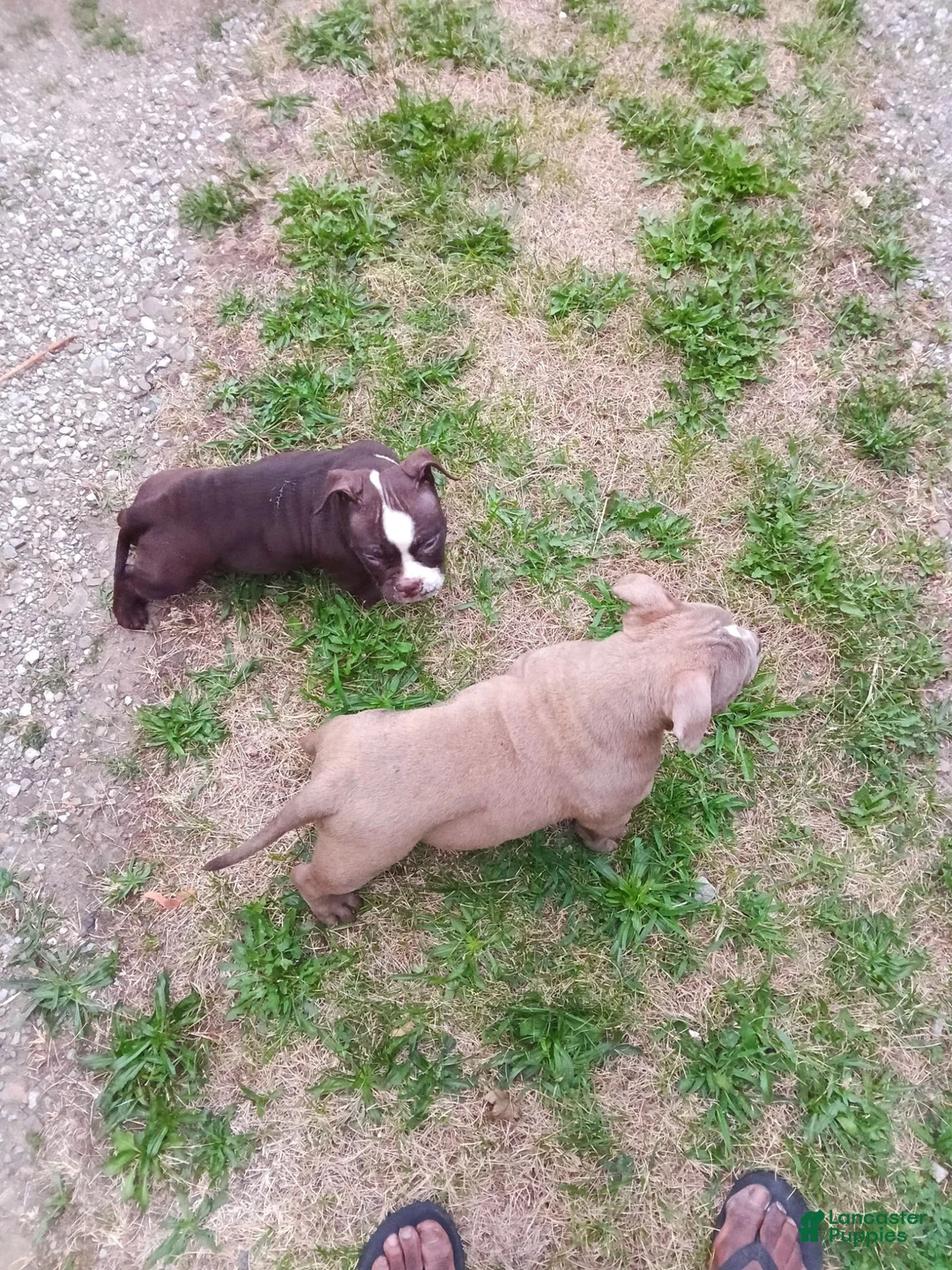 American Bully dogs for sale: American Bully 3 - Ad 5