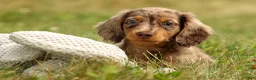 Miniature Dachshund dogs for sale: BUDDY - Ad 3