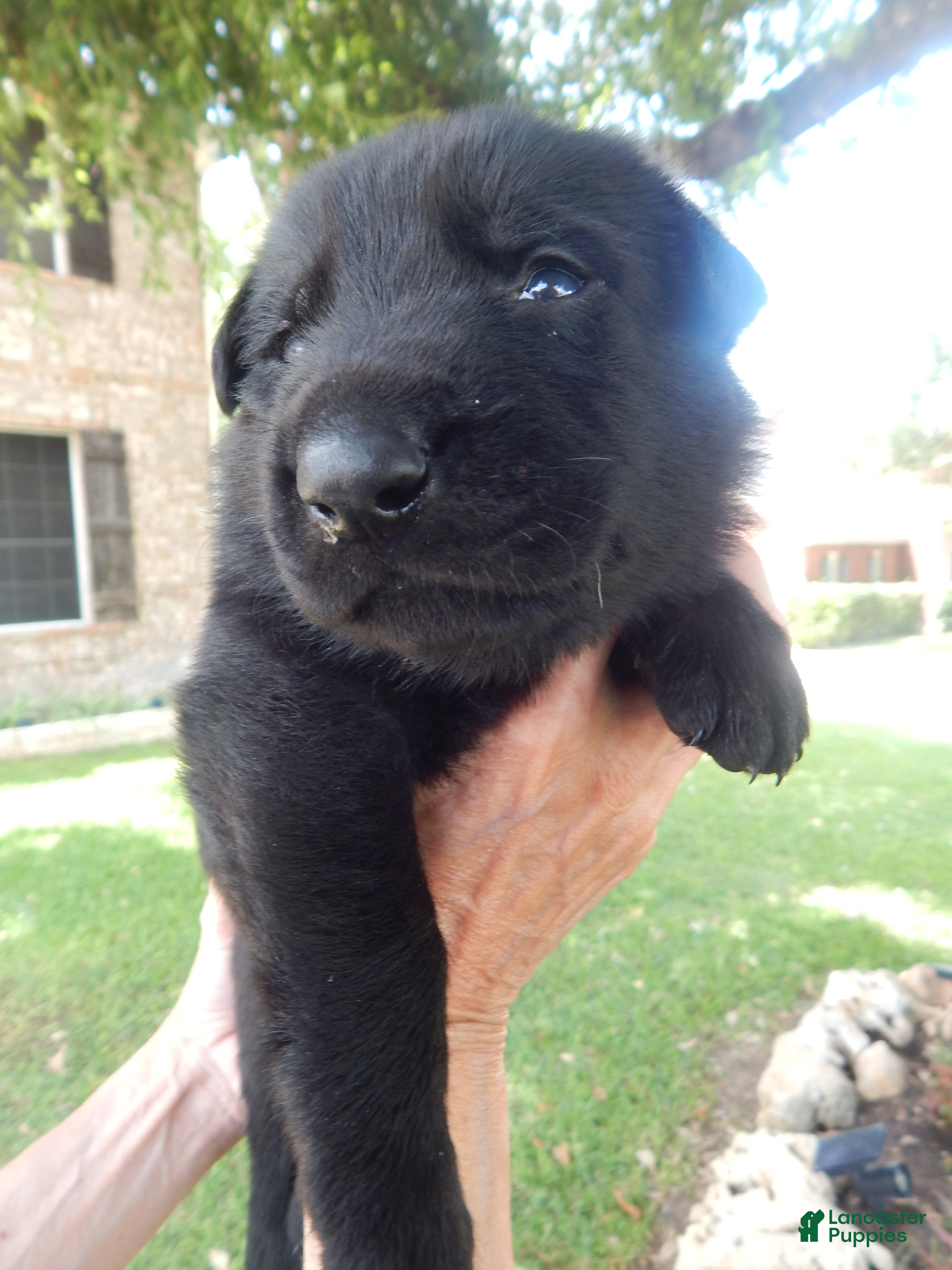 German Shepherd dogs Mr Orange - Ad 15