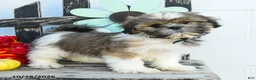 Shih Tzu dogs for sale: Mason - Ad 3