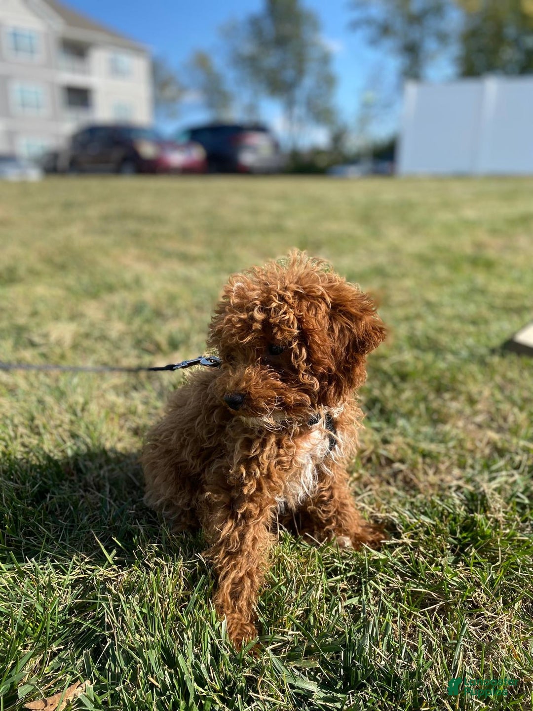 Toy Poodle dogs for sale: Scooby - Ad 2