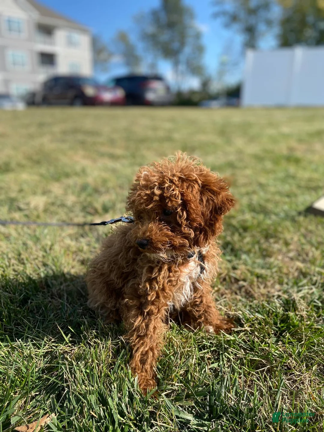 Toy Poodle dogs for sale: Scooby - Ad 5