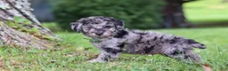Miniature Poodle dogs for sale: Dustin - Ad 3