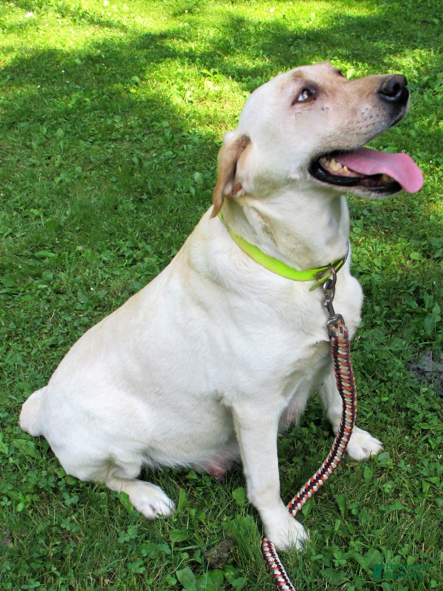 Labrador Retriever dogs Labrador Retriever Blue Collar - Ad 2