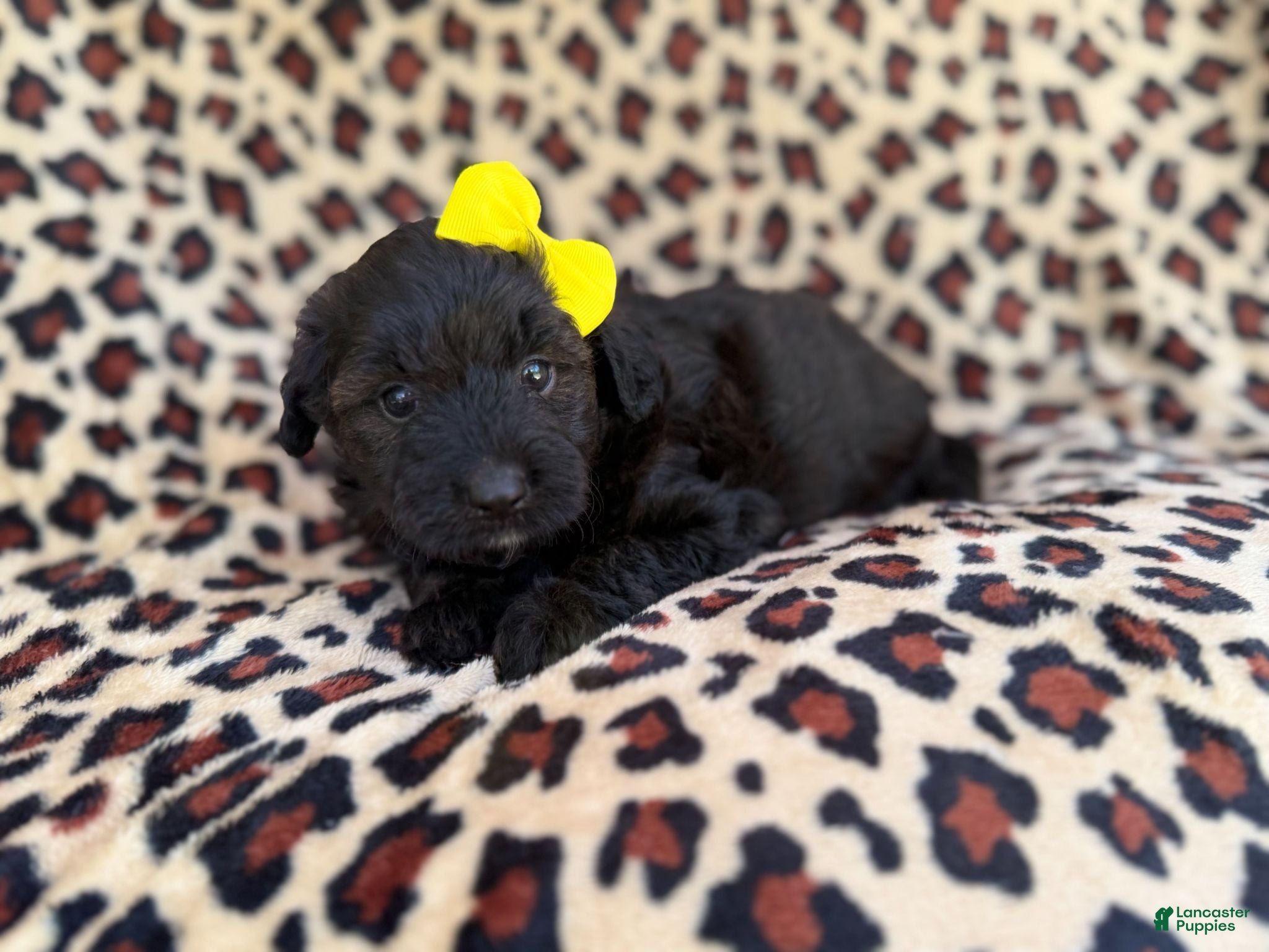 Aussiedoodle dogs Dixie  - Ad 3