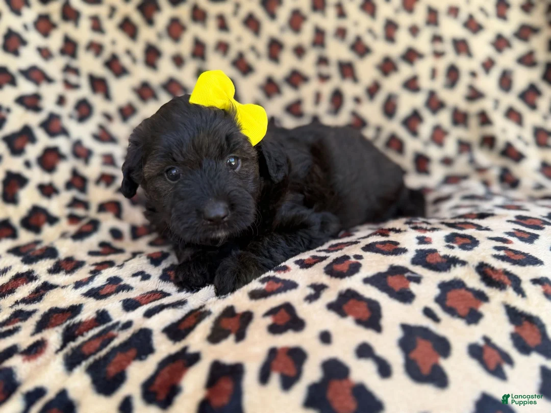 Aussiedoodle dogs for sale: Dixie  - Ad 1