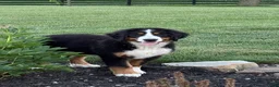 Bernese Mountain Dog dogs for sale: Sasha - Ad 4