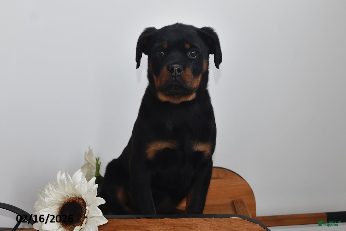 Rottweiler dogs Rosie - Ad 2