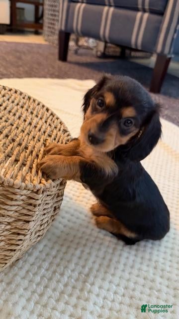 Dachshund dogs India - Ad 1