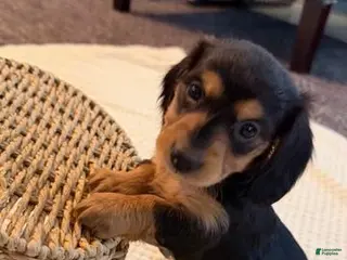 Dachshund dogs for sale: India - Ad 3