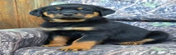 Rottweiler dogs for sale: Owen - Ad 1
