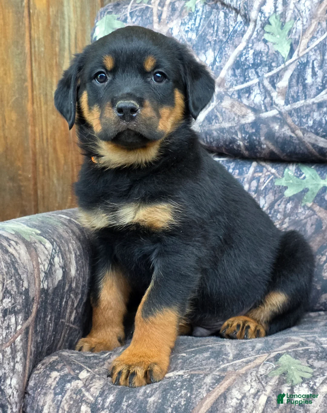 Rottweiler dogs for sale: Owen - Ad 1