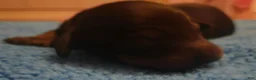 Dachshund dogs for sale: Dachshund 2 - Ad 5