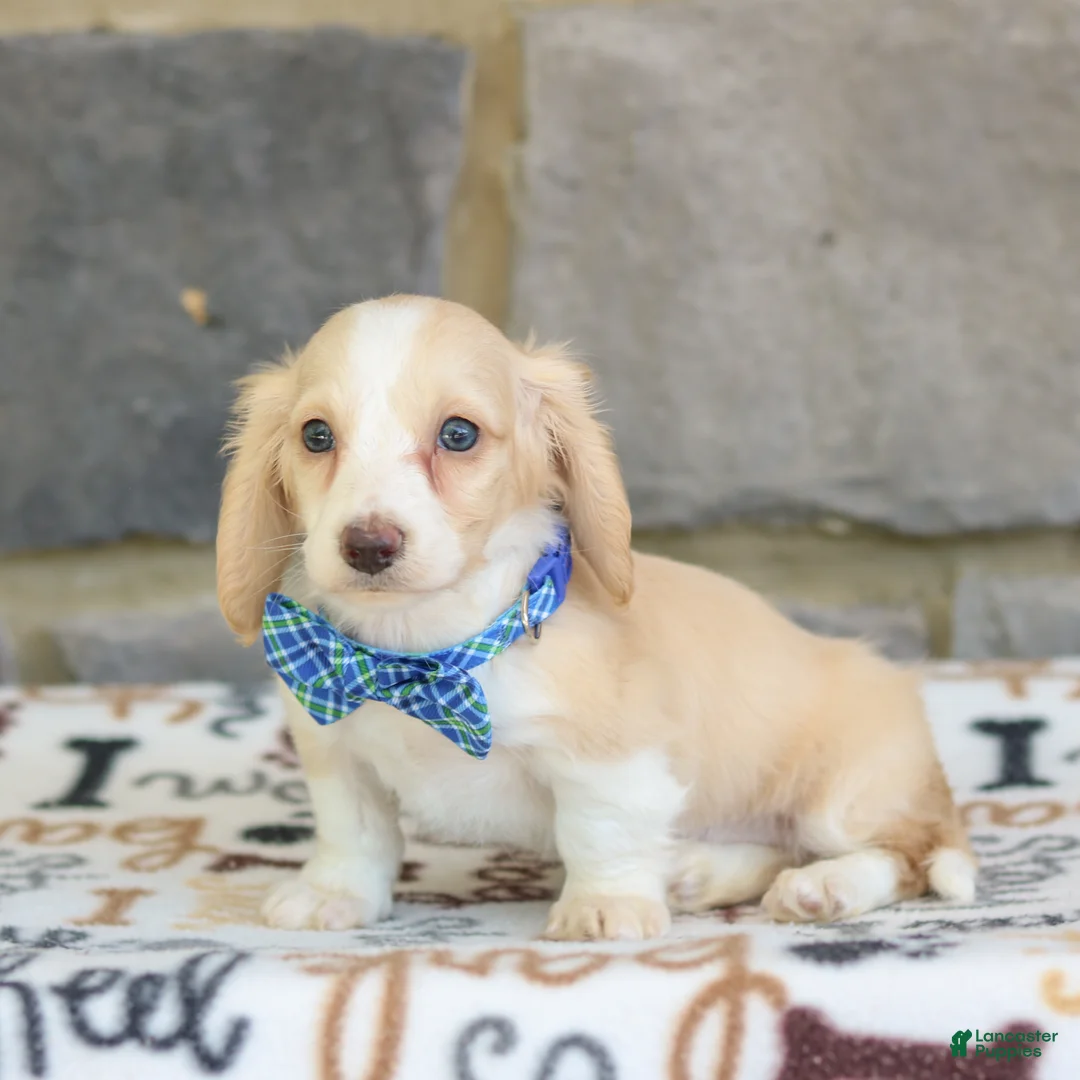 Miniature Dachshund dogs for sale: Nashville  - Ad 2