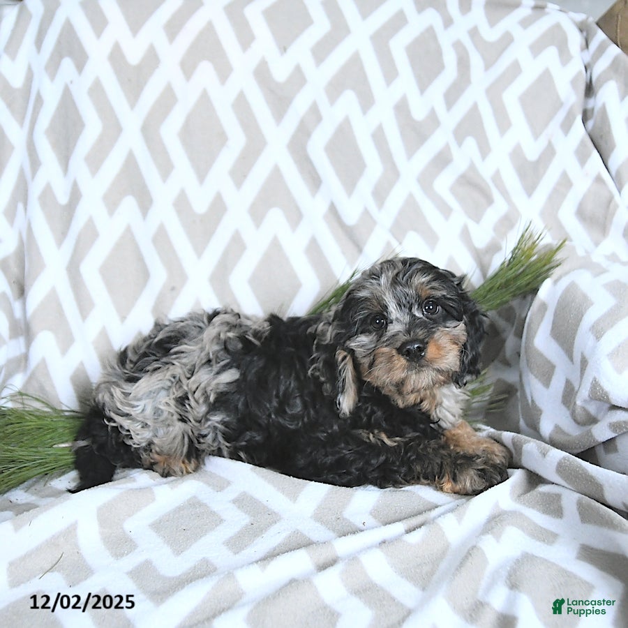 Cavapoo dogs Tinsel - Ad 2