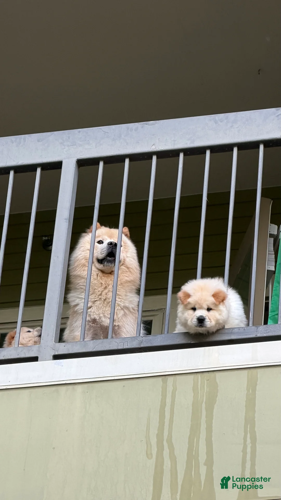 Chow Chow dogs for sale: Ozzy - Ad 2