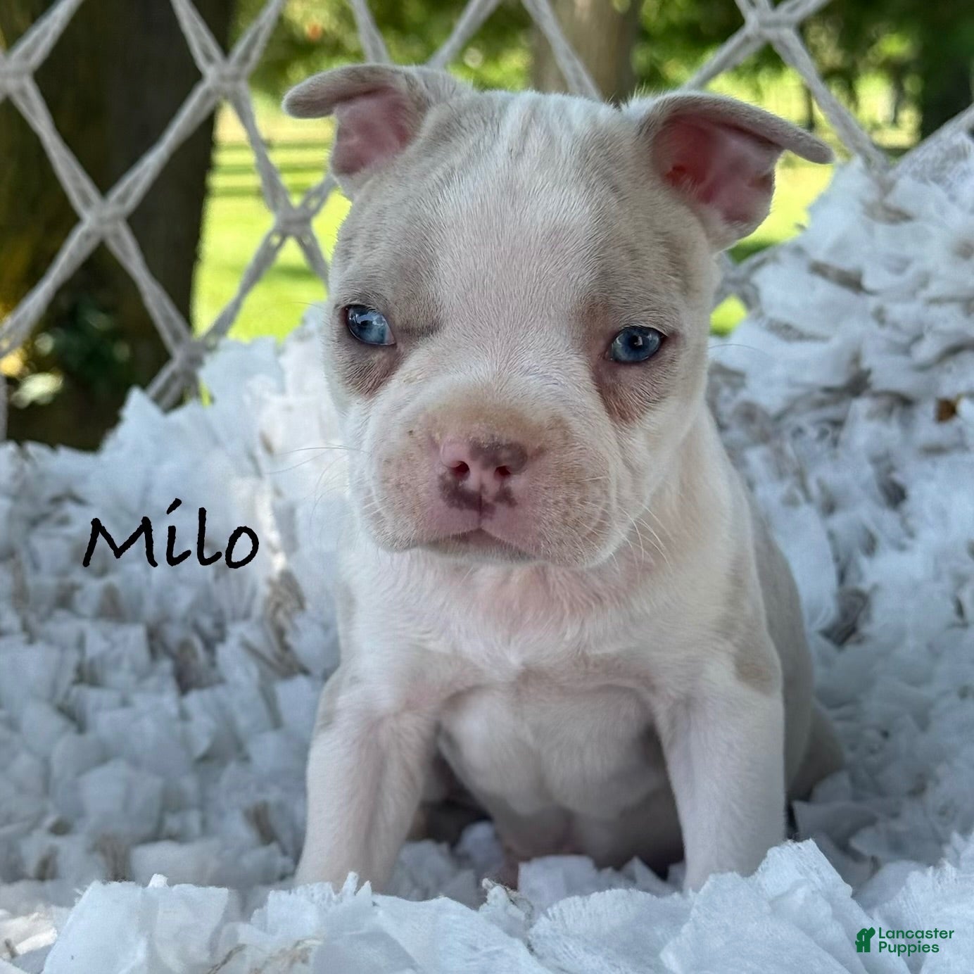 Boston Terrier dogs Milo - Ad 1
