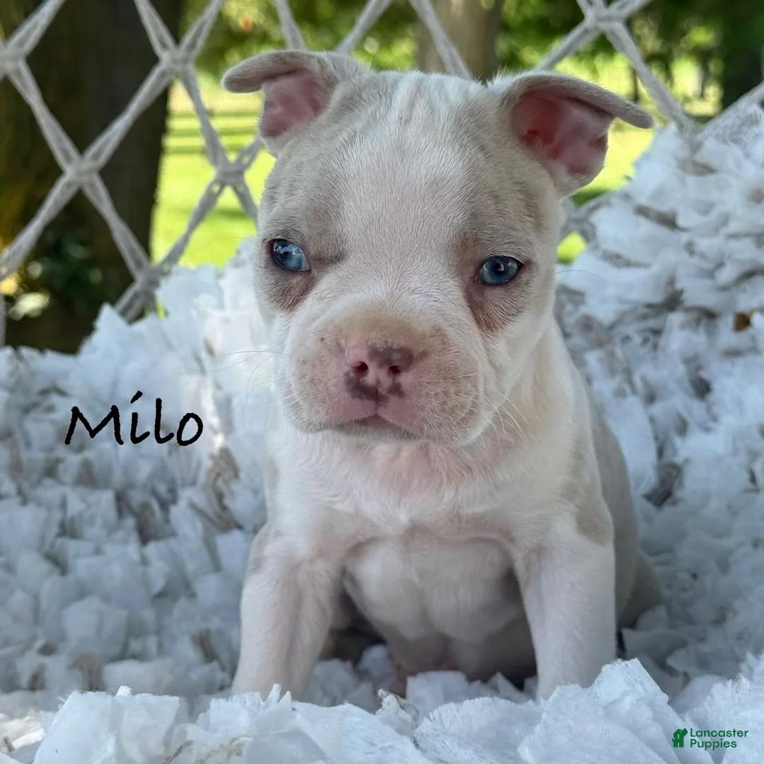 Boston Terrier dogs for sale: Milo - Ad 1