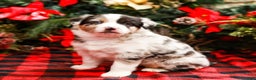 Miniature Australian Shepherd dogs for sale: Noel - Ad 5