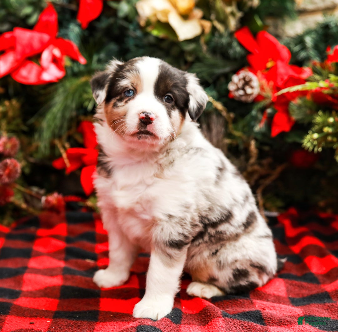 Miniature Australian Shepherd dogs for sale: Noel - Ad 5