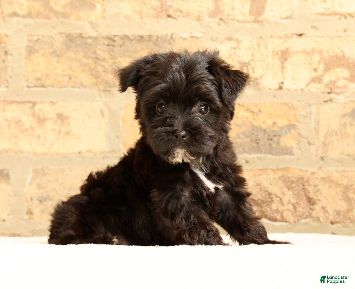 Yochon dogs Bandit - Ad 1