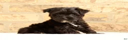 Yochon dogs for sale: Bandit - Ad 1